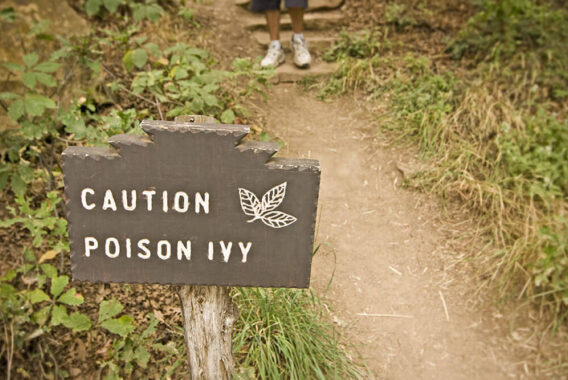 4 Things to Do After Contacting Poison Oak or Poison Ivy